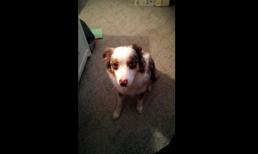 Chó bắt chước tiếng còi xe cấp cứu