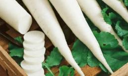 Củ cải - nhân sâm trắng chữa “bách bệnh”