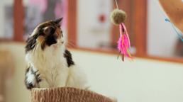 Ngắm những chú mèo tinh nghịch trong quán cà phê ở Nhật Bản