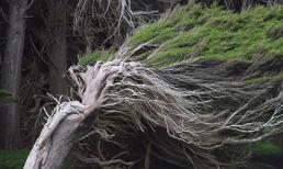 Những cái cây kỳ dị tại Slope Point, New Zealand