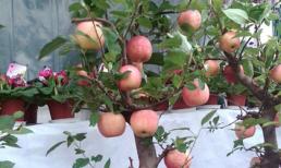 Chiêm ngưỡng táo cảnh Phúc Lộc hàng triệu đồng tại Việt Nam