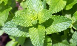 Bạc hà không chỉ chữa cảm mạo