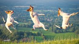 Những chú chó đáng yêu không tả xiết