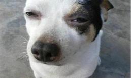 Tháng giêng, mùi riềng phảng phất