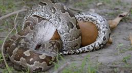 Trăn khủng nuốt chửng linh dương khiến người nhìn sửng sốt