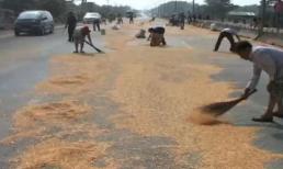 Xe chở ngô đổ ra đường, người dân ào ra hôi của