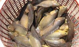 Cá rô - nguồn dinh dưỡng rất tốt