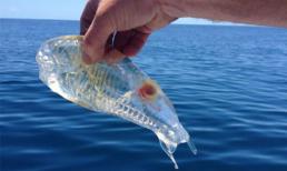 Bắt được sinh vật có hình dáng trong suốt kỳ lạ