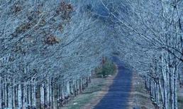 Gia Lai mùa cao su thay lá