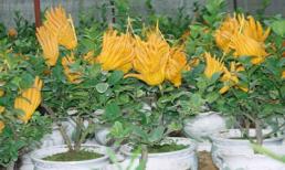 Thị trường Tết: Cây "độc", trái lạ đắt hàng