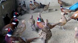 Nông dân ăn tết trăm triệu với đặc sản tiến vua