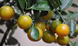 Giải rượu, giải nóng ngày tết