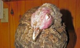 Khi động vật "từ cõi chết trở về"