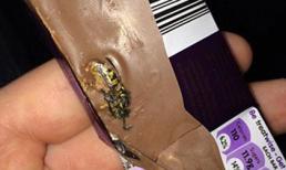 Sốc khi thấy ong chết nằm trong thỏi chocolate