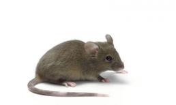 Rùng mình chuyện người đàn ông bị chuột cắn chết