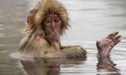 Chú khỉ tuyết vừa tắm, vừa "kỳ cọ" vô cùng đáng yêu