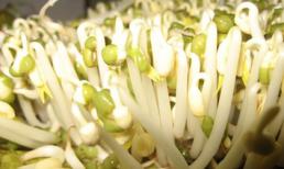 Dùng thuốc kích thích sản xuất hàng tấn giá đỗ