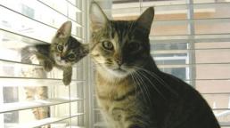 Những bức ảnh ngộ nghĩnh của mẹ con động vật