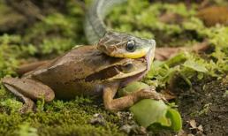 Rắn nuốt chửng ếch trong 2 phút