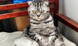 Thánh like: Ê, like dùm tao cái mậy