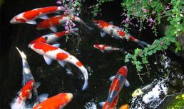 Đặt bể cá cảnh theo phong thủy: Hút tiền tài, công danh