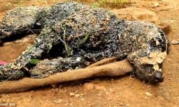 Chú chó bị 'đóng băng' cơ thể vì ngã vào lớp nhựa đường nóng