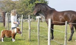 Chú ngựa tí hon 55cm được nuôi như... chó cảnh