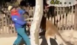 Kangaroo đánh nhau như võ sĩ quyền anh