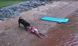 Cảm động chú chó cứu bé trai