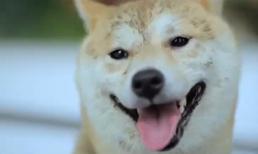 'Never Say Goodbye' - Câu chuyện cảm động về chú chó bị ruồng bỏ