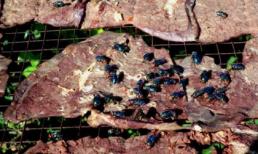 Hô biến thịt thối thành thịt bò khô, nem chua, ruốc