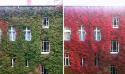 Ngỡ ngàng trước vẻ đẹp thiên nhiên khi mùa thu thay sắc lá