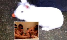 3 thanh niên khoe clip hành hạ thỏ dã man