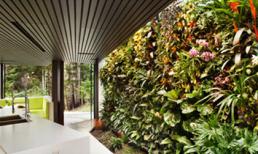 Vườn treo tường mát mắt cho nhà chật