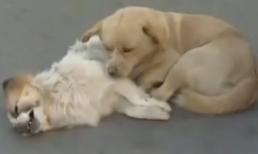 Clip cảm động về 2 chú chó lấy đi nước mắt của hàng triệu con tim