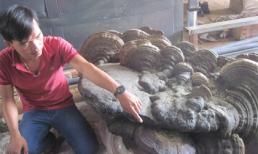 Phát hiện cây nấm linh chi ‘khủng’ nặng 220kg, dài 1,7m