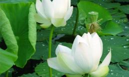 Khám phá công dụng kỳ diệu của cây sen