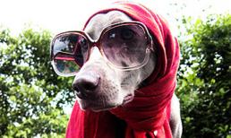 Chiếc khăn gió ấm