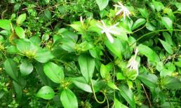 Những loại nước uống dễ kiếm giúp mẹ dồi dào sữa sau sinh