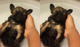 Phì cười cảnh chó vừa tắm vừa ngủ gật