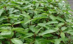 Công dụng bất ngờ và tuyệt vời của rau đay với sức khỏe