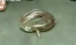 Kinh ngạc cá có 4 chân lạ nhất hành tinh 