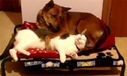 Đôi bạn thân chó và mèo