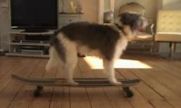 Chó quậy tưng bừng khi chủ vắng nhà