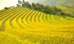 Mù Cang Chải thôi miên du khách mùa lúa chín
