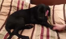 Con chó lười nói 'No' khi chủ đánh thức