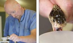 'Dị nhân' bị rắn độc cắn hàng trăm lần vẫn khỏe mạnh