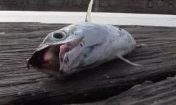 'Tiếng rên' của những con cá khi bị bắt