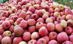 Tiết lộ động trời của người bán hoa quả