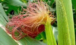 Râu ngô - tiên dược rẻ tiền cho mọi gia đình